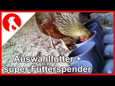 009 Auswahlfutter für Hühner + Bau der Futterspender - free choice feeding chicken