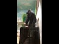 Tik Tok Zoo Animals In My EYE Let S GO