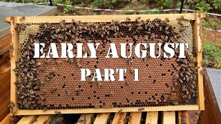 Early August Part 1 | #colesfarmnc #jacksonvillenc #beekeeping