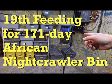African nightcrawler worm bin gets 19th feeding at day 171 - vermicompost
