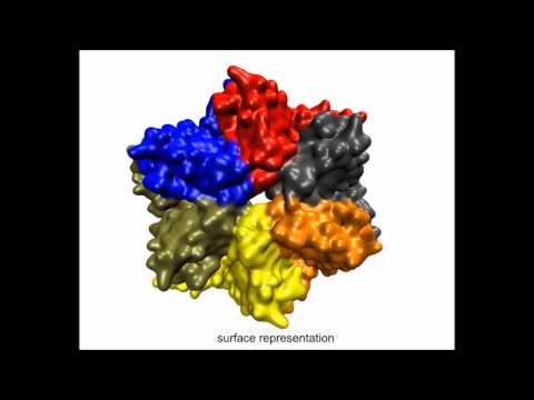 ResearchAsymmetric ring structure of Vps4 required for ESCRT-III disassembly