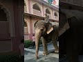 Mayapur Iskcon Tample Viral Krishna Ytshorts Iskcon Shorts Whatsappstatus