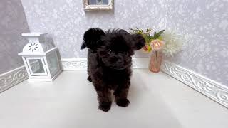 ハーフ犬の動画01