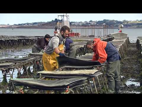 A $10 Billion Ocean Treasure!