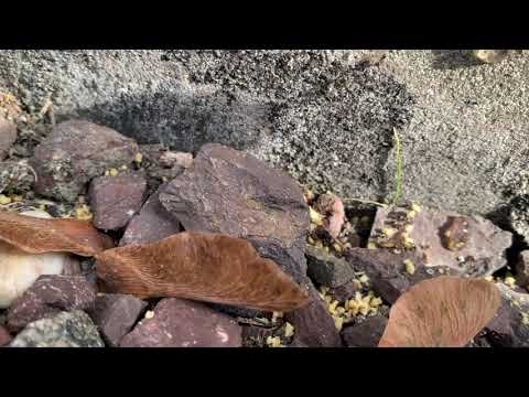 Odorous House Ants Found Trailing in the Bedroom in Lanoka Harbor, NJ