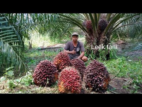 Panen Sawit tn 1.tidak di ragukan Buah Babon nya ..? #leektani #sawit #panen #sawitunggul 