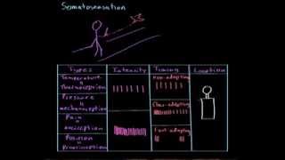 Somatosensation | Processing the Environment | MCAT | Khan Academy