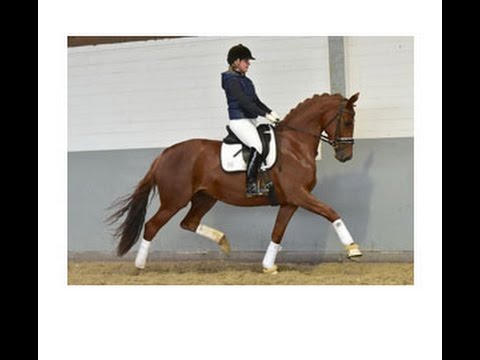 Weidenhof Verkaufspferd: BONNE BAMBOLA, 3j. Stute, Dressur, v. Bon Bravour, Hannoveraner