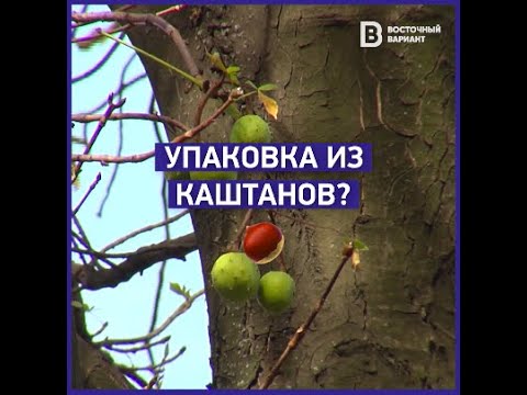 Каштановая упаковка: как выпускница мариупольского лицея придумала новый экологичный материал