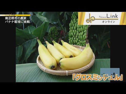 庭にバナナの木を植えることも可能です！そこに熱帯林を生み出す丈夫な種は何でしょうか?  庭園