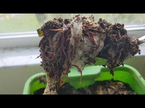 Hot Frog Living Composter Year 1 Day 61 - More Mini Splits for the Urban Worm Bag - Vermicomposting
