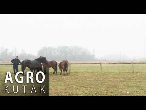 Agro Kutak 31 - Konjogojstvo