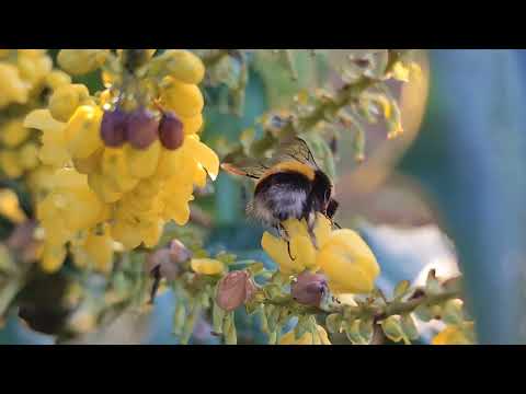 Winter-active Bumblebee (Bombus terrestris) Foraging in December on Mahonia x media 04/12/2025