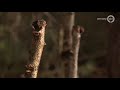 Hennepkwekerij gevonden op verboden plek in het bos