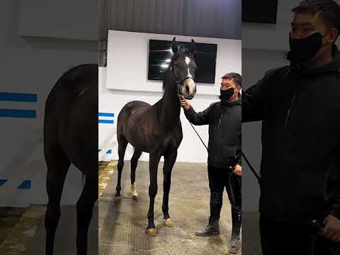, title : 'The boutique Anglo Arabian stallion is about one and a half years old!'