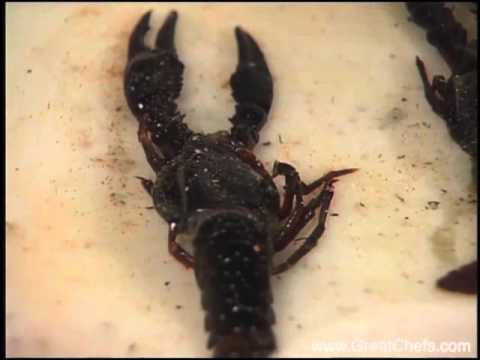 download lagu mp3 mp4 Crayfish Soft Shell, download lagu Crayfish Soft Shell gratis, unduh video klip Crayfish Soft Shell