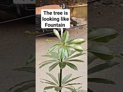 nature #shortvideo #shortsvideo #youtubeshorts #nature #naturelovers #