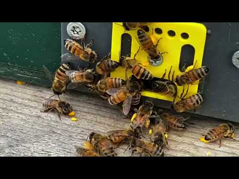 Mini Plus colonies as reserve colonies