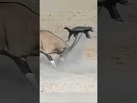 Just a normal day of honey badger. #facts #knowledge