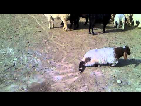 , title : 'نقص النحاس بالاغنام  Cooper deficiency in sheep'