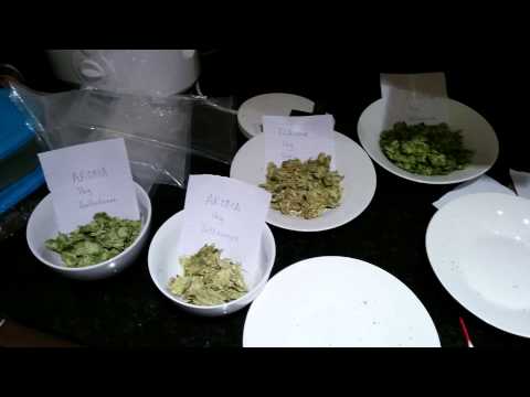 Munich Helles: Stirring in Hops