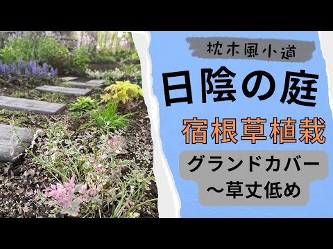ヒューケラ 植物 グランド カバー ガーデン 中日陰