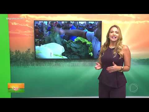 Plantação de alface em Nerópolis