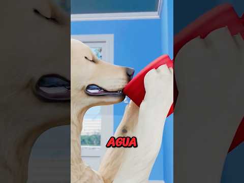 El extraño truco de los perros para beber agua 🐶