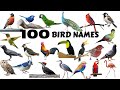 100 Bird Names Different Types Of Birds Birds Videos Learning Videos For Toddlers Kindergarten