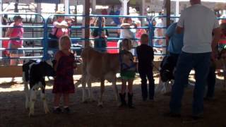 preview picture of video 'Young children, calves bond at baby calf show'