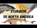 The Sturgeon Species Of North America: a guide with range maps