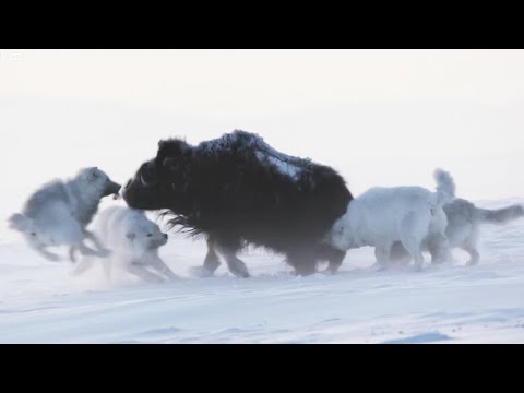 Арктические волки – призраки ледяной пустыни