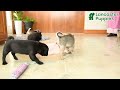 Pug dogs for sale: Precious - Video 1