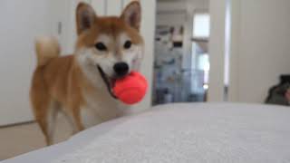 アシストがうまいみた。#柴犬#犬との暮らし#日常#面白い#かわいい#癒し#shibainu