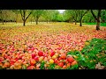 Wonderful Apple Garden আপেল বাগান