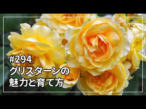 バラの茂みを水中で切る：1か月で結果を保証するステップバイステップガイド！  庭園