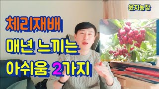 체리재배의  가장 중요한 부분 중 2가지..자세한 설명과 이해