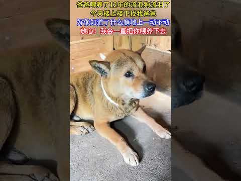 爸爸餵養了12年的流浪狗流淚了，今天樓上樓下找我爸爸，好像知道了什麼躺地上一動不動···，放心！ 我會一直把你餵養下去#正能量#淚目#記錄生活#熱門#感動#社會百態#真實#流浪狗救助#萬萬沒有想到
