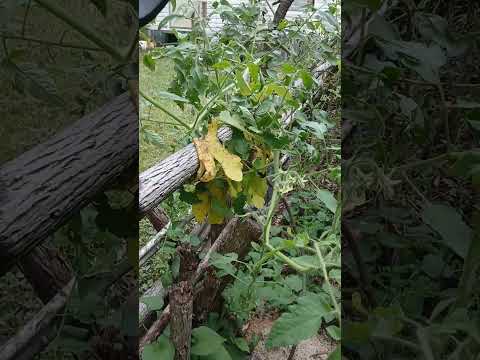 Trellis to Make Ya Jealous update #? Week 10!