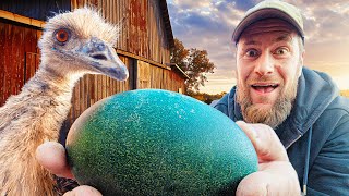 Emu Eggs Are Back. Will They Hatch?