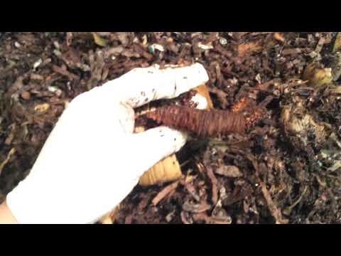 Hungry Bin Check and Feed After 2 Weeks of Nothing