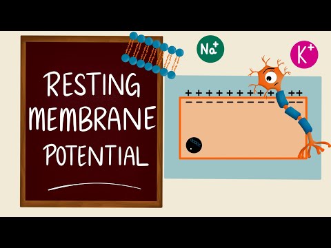 Resting Membrane Potential | Membrane Potential | RMP | Nerve Muscle Physiology