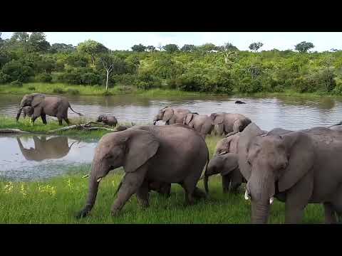 Djuma: Elephants having a pool party and a bit vocal - 16:24 - 03/05/2023