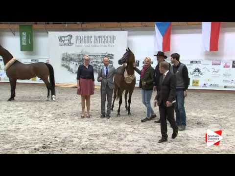 N 50 POTENTILLA   Prague Intercup 2015   Senior Females Championship Class 15