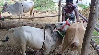Download lagu pure Punganur Bull mating video mp3 Download lagu pure Punganur Bull mating video mp3