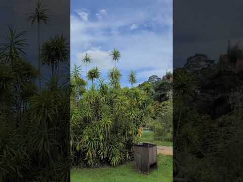 o Grande Buda de Ibiraçu ES. Um dos lugares mais bonitos do Brasil.                #turismo