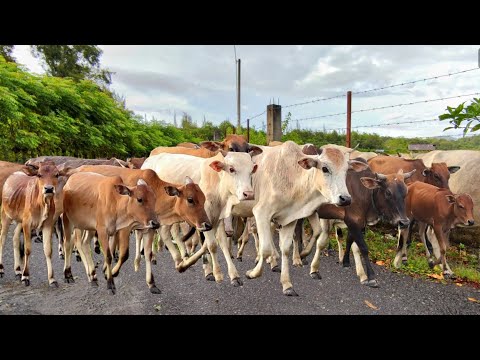 tame cows herding video when it rains - cow sound mooing moo
