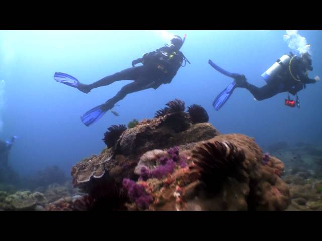 Diving at Flinders Reef, Moreton Island QLD