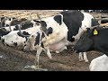 How Does Dairy Cow Poop And Pee