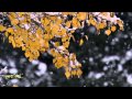 Витас - Улетели листья с тополей 